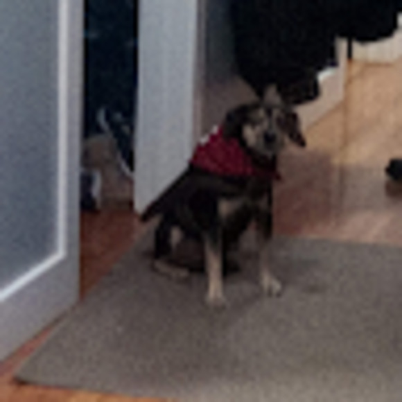 Meet your Posher, Kylie - Picture 1 of 1